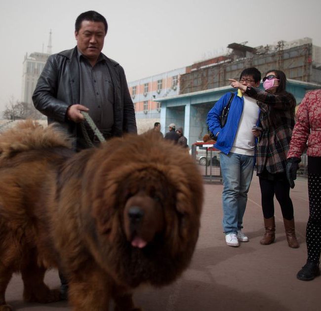 Le Mastiff tibétain, un chien d'une grande taille