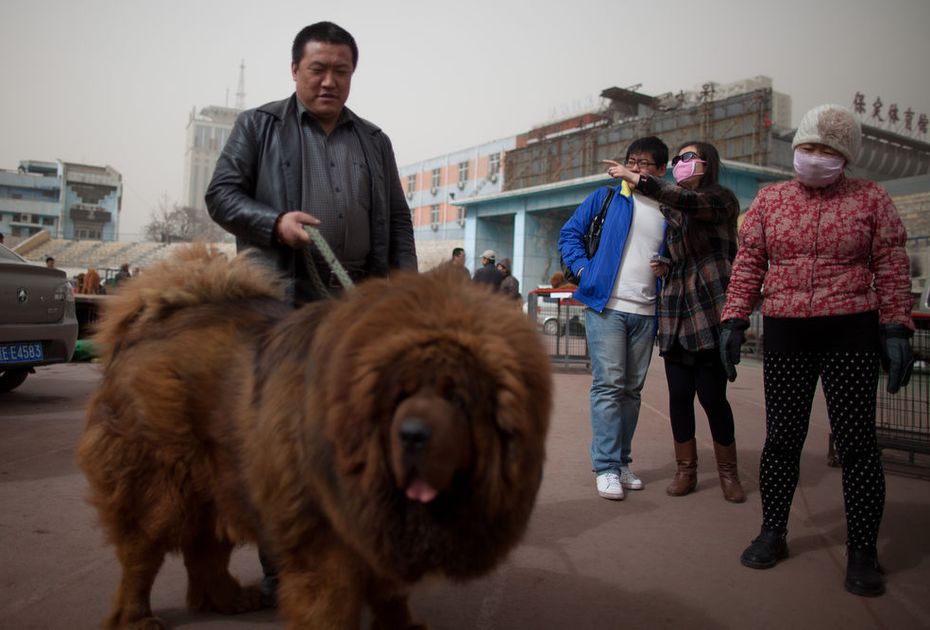Le Mastiff tibétain, un chien d'une grande taille