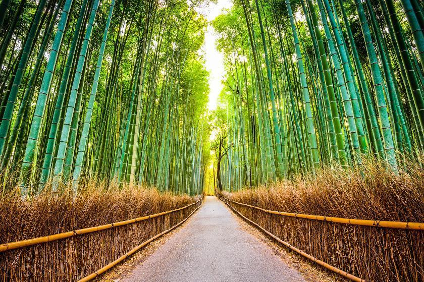 La bambouseraie d'Arashiyama au Japon