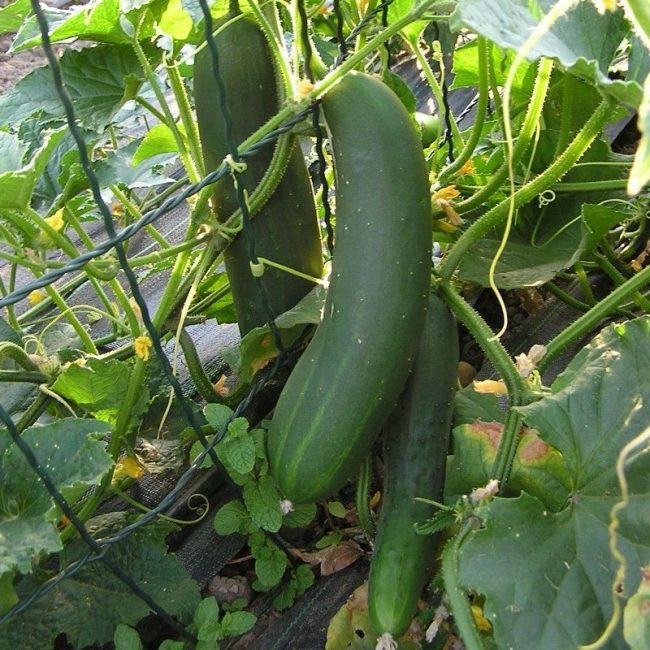 Le Concombre Ce Fruit Legume Tres Benefique Pour La Sante Beau Insolite