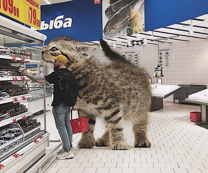 Des chats géants envahissent le monde