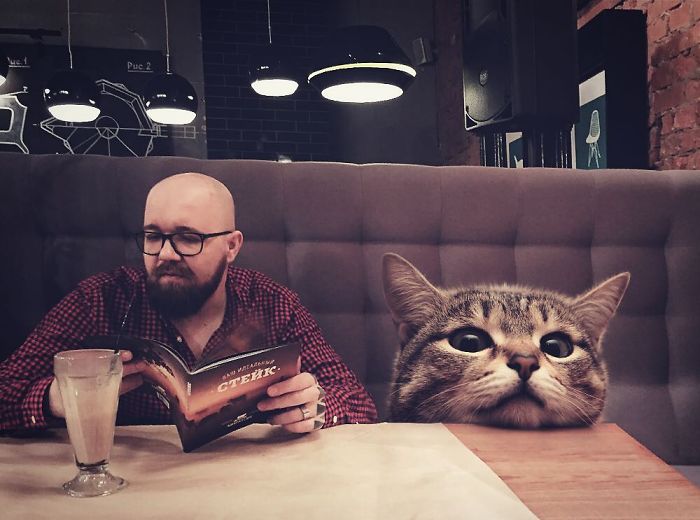 Des chats géants envahissent le monde