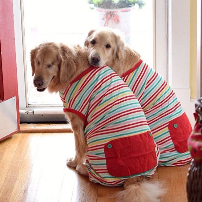 Deux chiens amis et complices