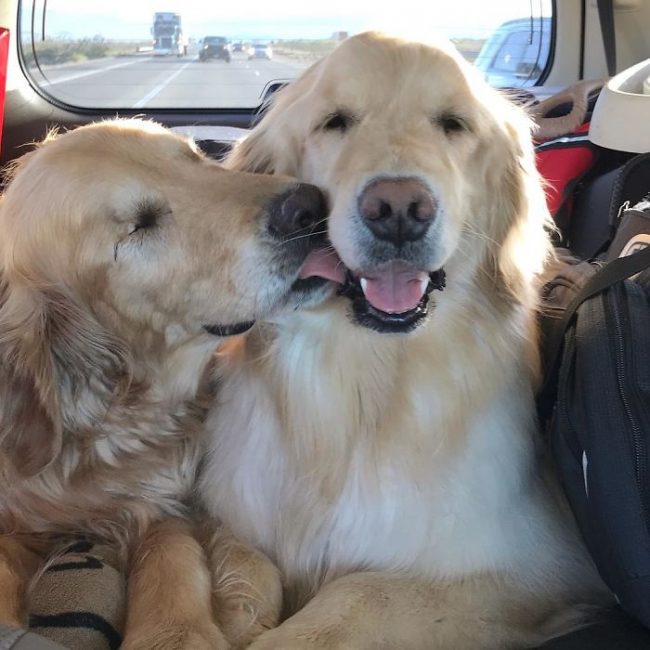 Deux chiens amis et complices