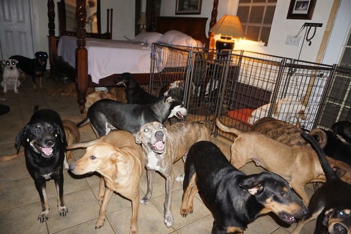 Des chiens errants à l'abri de l'ouragan Dorian