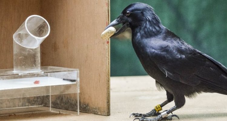 Les corbeaux, les plus intelligents des animaux?