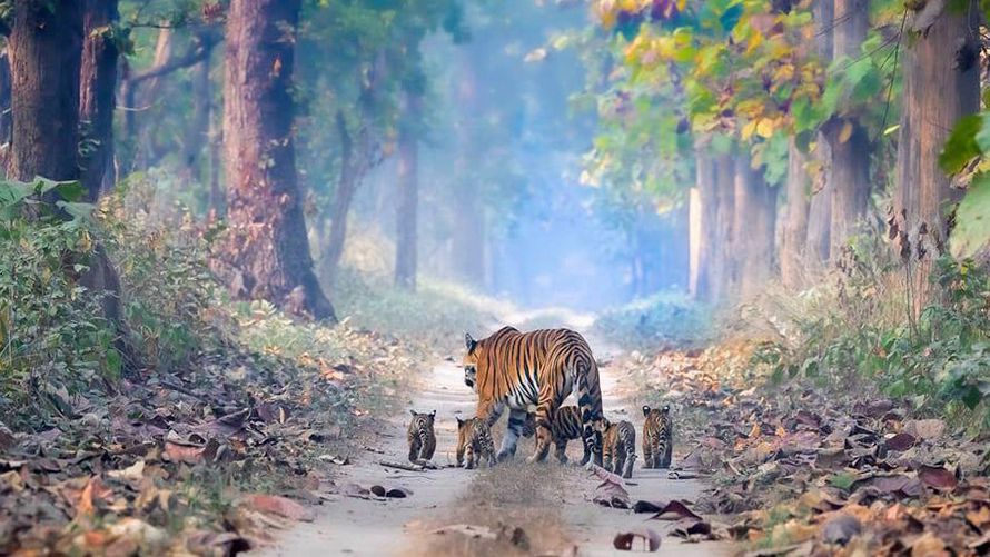 Une tigresse et ses cinq bébés, une merveille en Inde