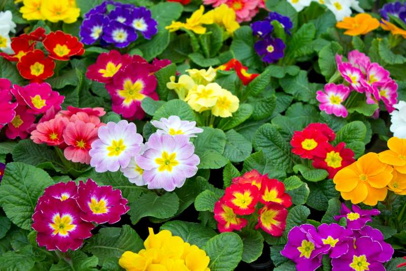 Fleurs de printemps toutes en couleur