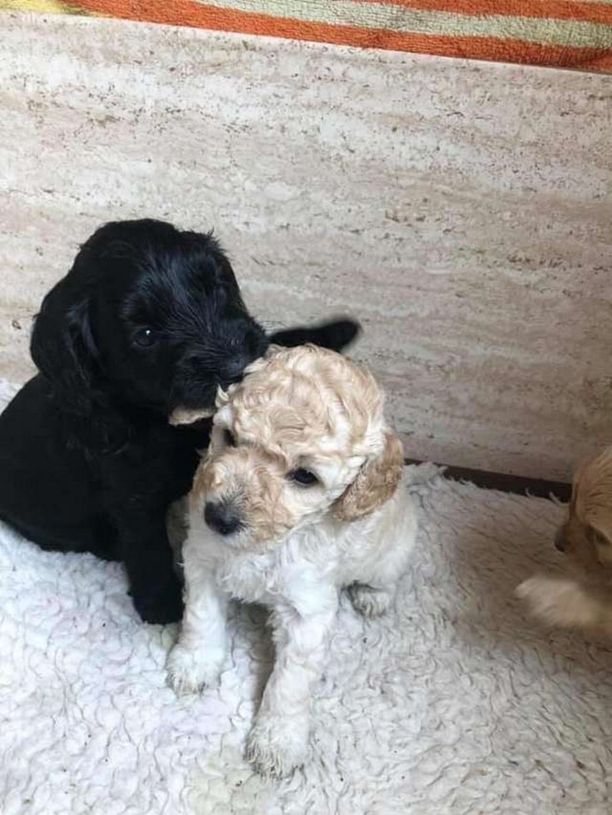 La rencontre de deux chiens après une longue séparation