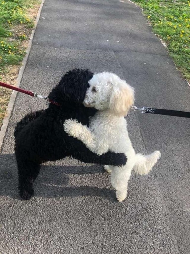 La rencontre de deux chiens après une longue séparation