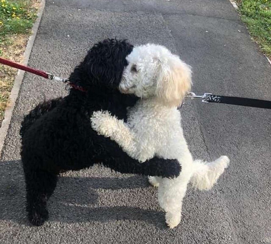 La rencontre de deux chiens après une longue séparation