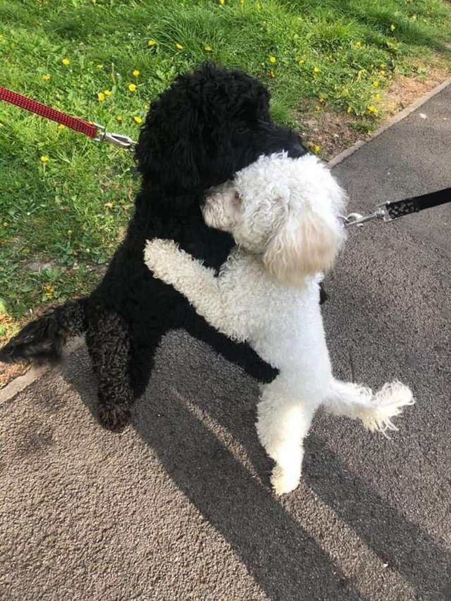 La rencontre de deux chiens après une longue séparation