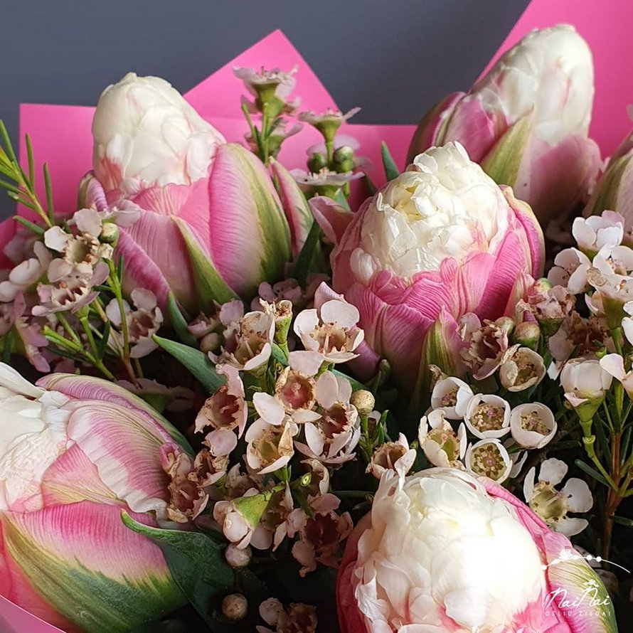 Des tulipes crème glacée,de jolies fleurs!