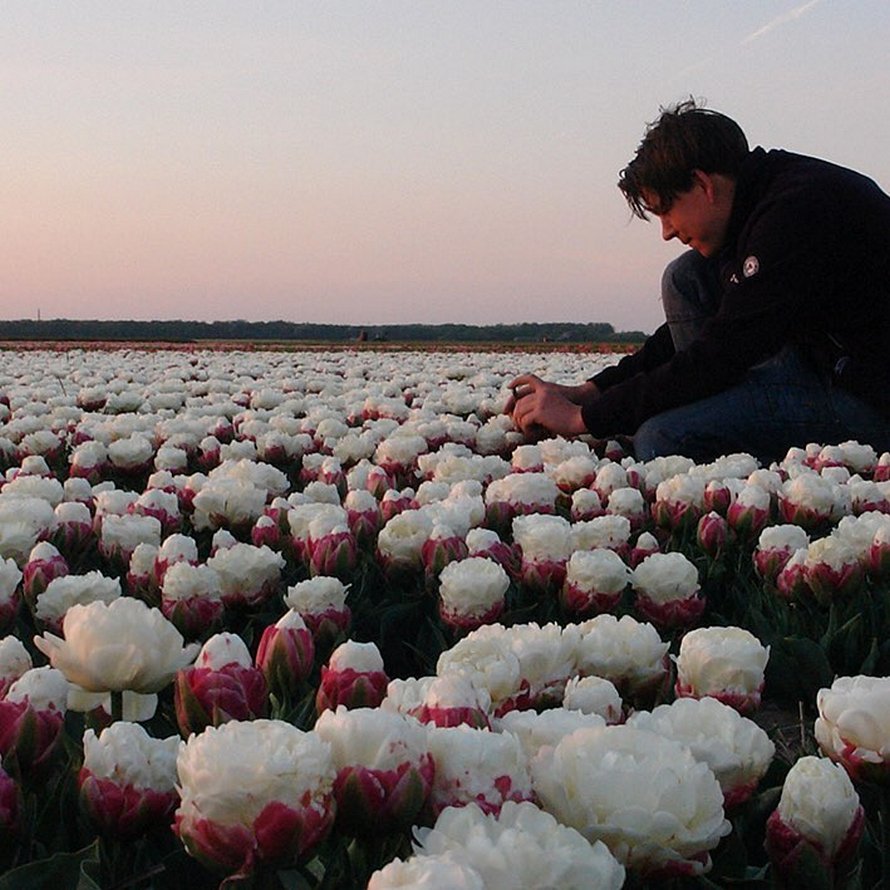 Des tulipes crème glacée,de jolies fleurs!