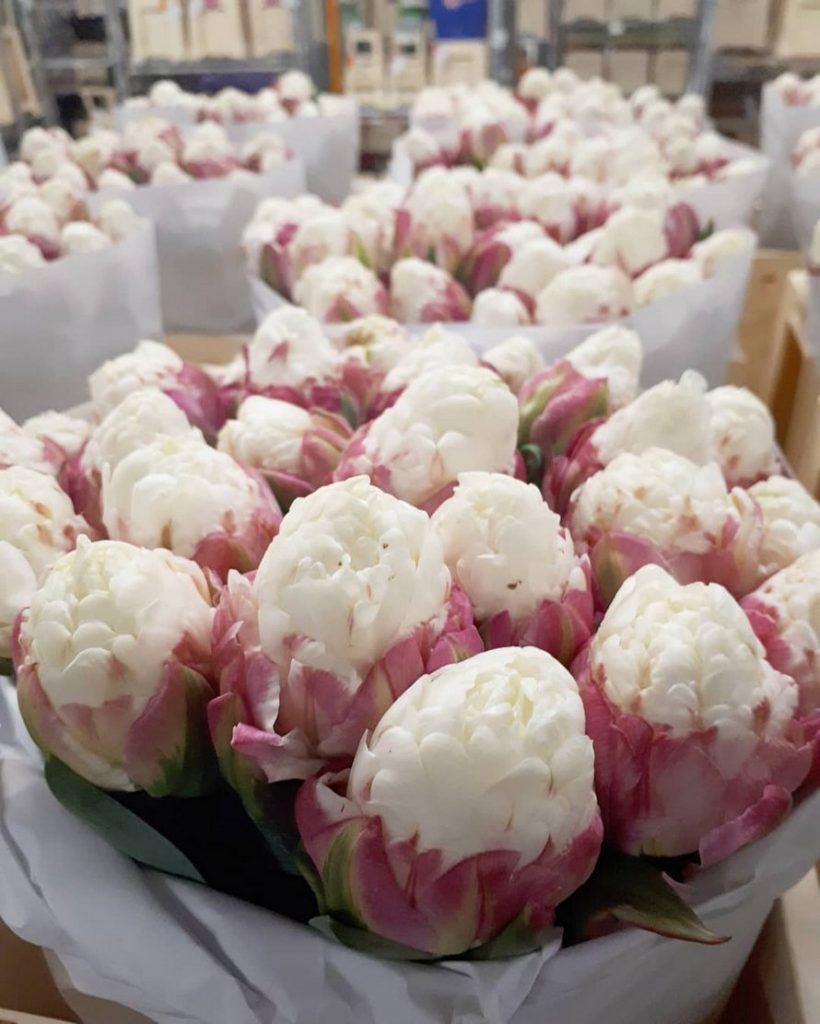 Des tulipes crème glacée,de jolies fleurs!