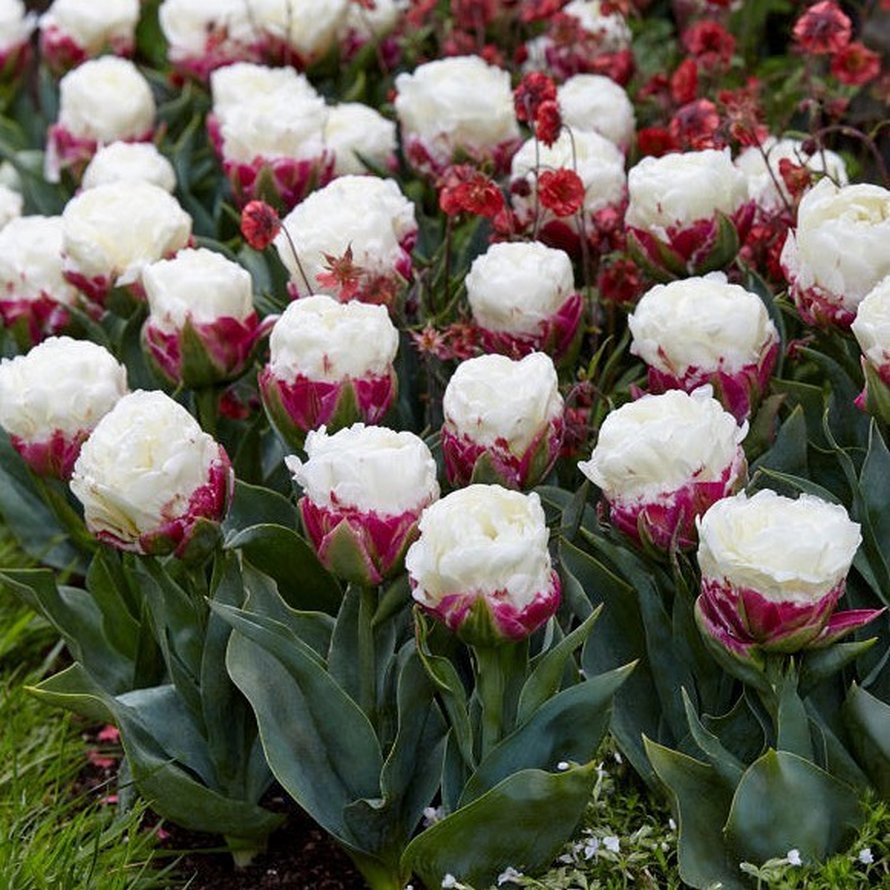 Des tulipes crème glacée,de jolies fleurs!