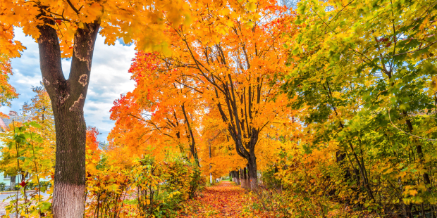 Un automne plein de couleurs pour les amoureux de la nature