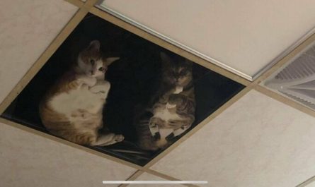 Des chats espions grâce à un plafond en verre