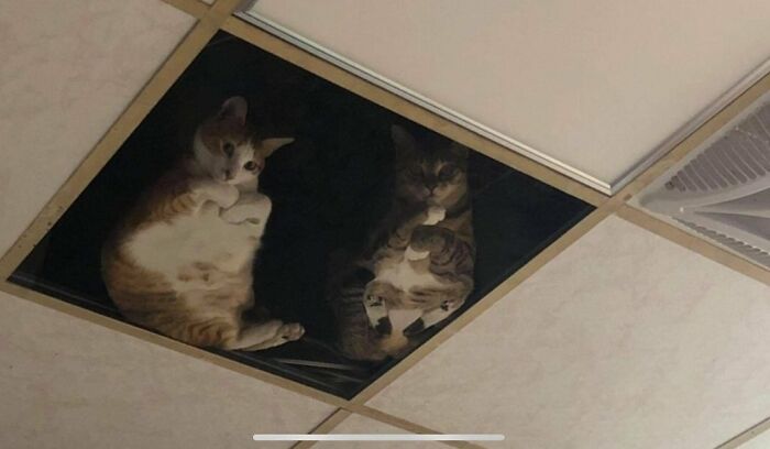 Des chats espions, grâce à un plafond en verre