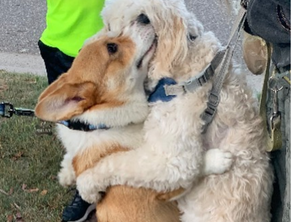 Un chien embrasse ses amis et devient une star