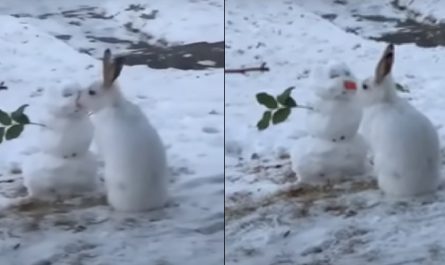 Un bonhomme de neige et un lapin affamé