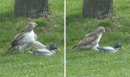 Un faucon attaque un canard très courageux!