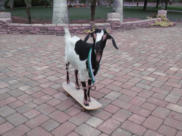 Un record en skateboard pour une chèvre!
